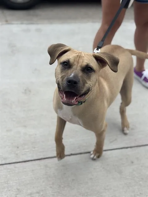 A young large-sized male Mixed Breed dog named Goblin for adoption in Dallas, TX