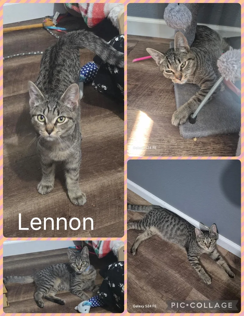 A baby small-sized male Domestic Short Hair cat named Lennon for adoption in Newberg, OR
