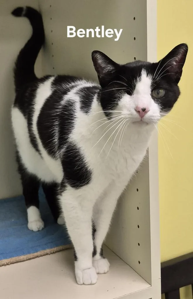 A senior medium-sized male Domestic Short Hair cat named Bentley for adoption in Kendallville, IN