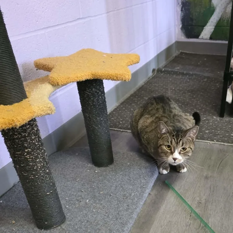 An adult medium-sized male Tiger cat named Alto for adoption in Fulton, NY
