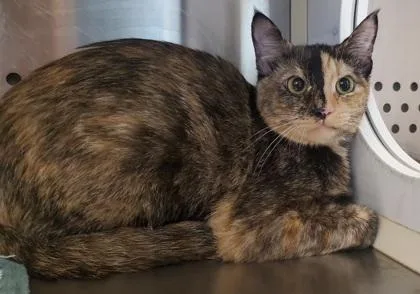 An adult large-sized female Domestic Short Hair cat named Coco for adoption in Kansas City, MO