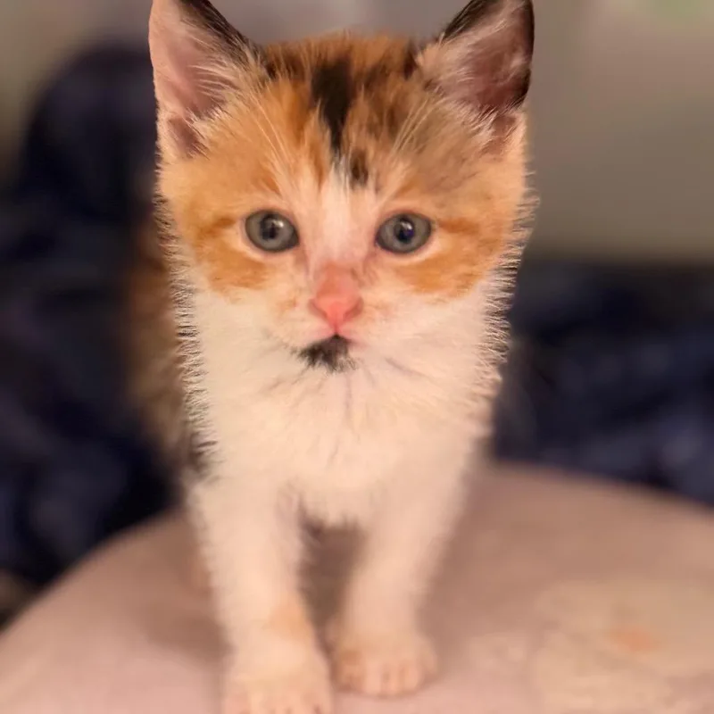 A baby medium-sized female Domestic Short Hair cat named Kelly for adoption in Cumming, GA