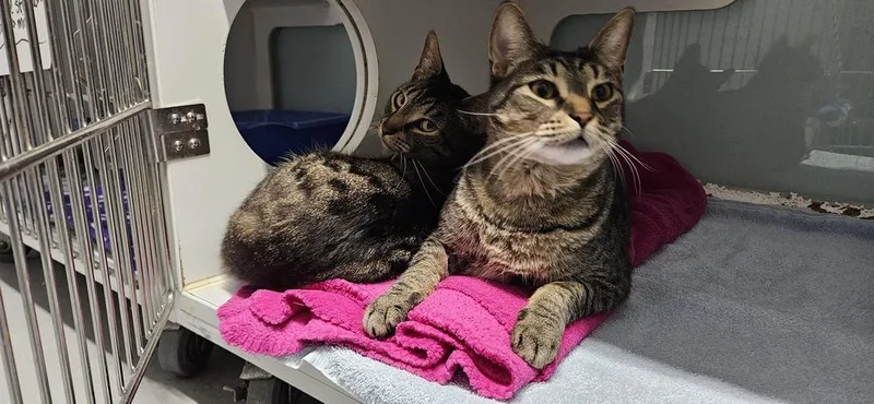 Chiefette thumbnail 2