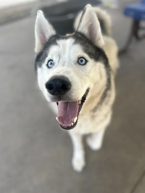 An adult large-sized male Husky dog named Trooper for adoption in Chula Vista, CA