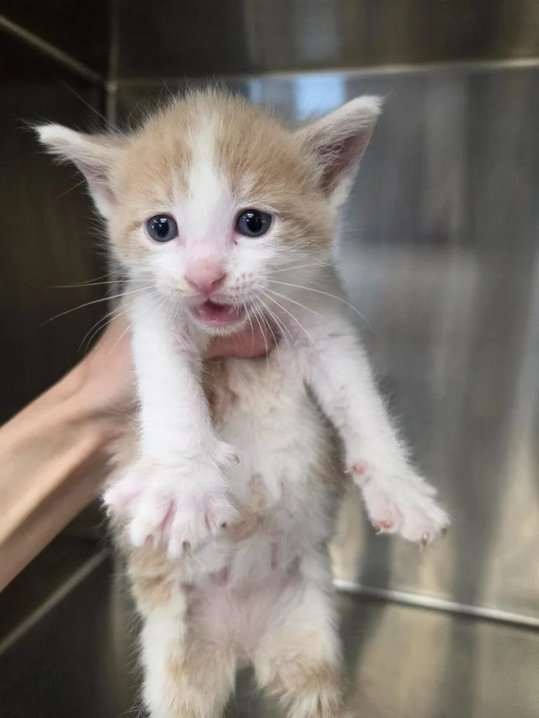 A baby small-sized male Domestic Short Hair cat named Golden for adoption in Carthage, MO