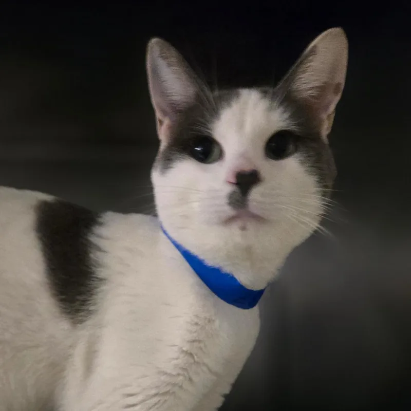 An adult medium-sized male Gray / Blue / Silver Domestic Short Hair cat named Michael Scott for adoption in San Jacinto, CA