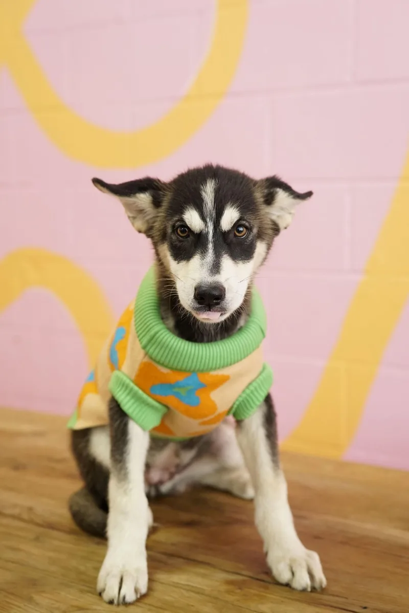 A baby medium-sized female Husky dog named Velma for adoption in Pasadena, CA