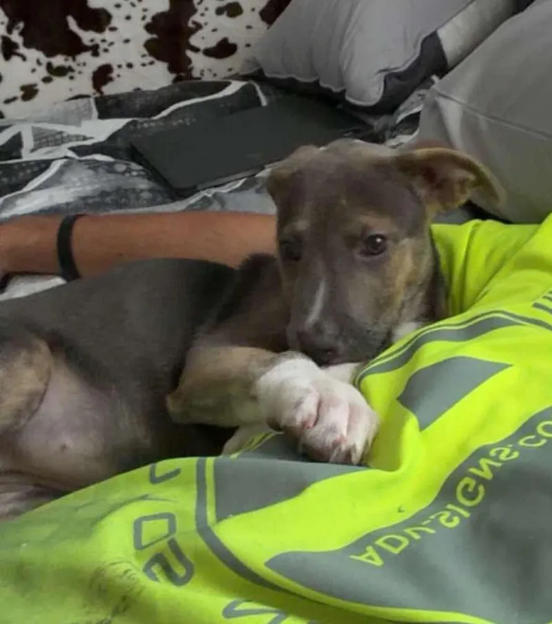 A baby small-sized female German Shepherd Dog dog named Mia for adoption in Panama City, FL