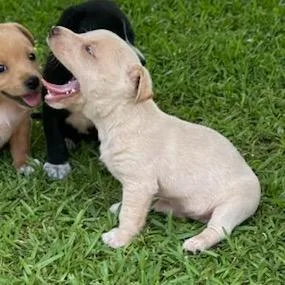 A baby small-sized female Yellow / Tan / Blond / Fawn Mixed Breed dog named Landslide for adoption in Tupelo, MS