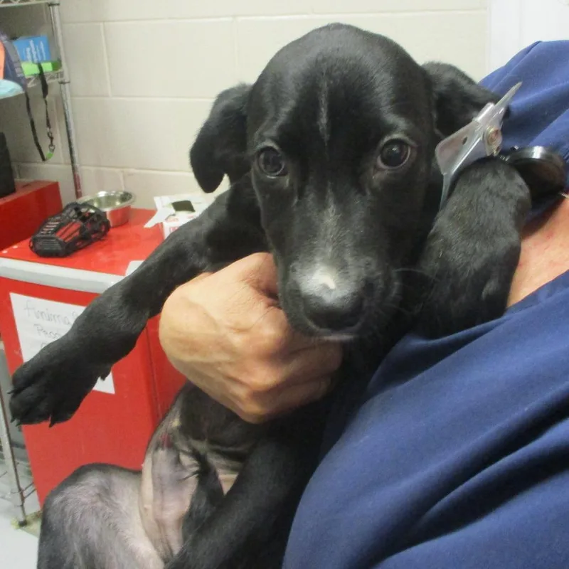 A baby medium-sized male Mixed Breed dog named Ollie for adoption in Las Cruces, NM