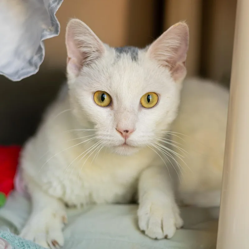 A young medium-sized male White Domestic Short Hair cat named Jigglypuff for adoption in Wilmington, DE
