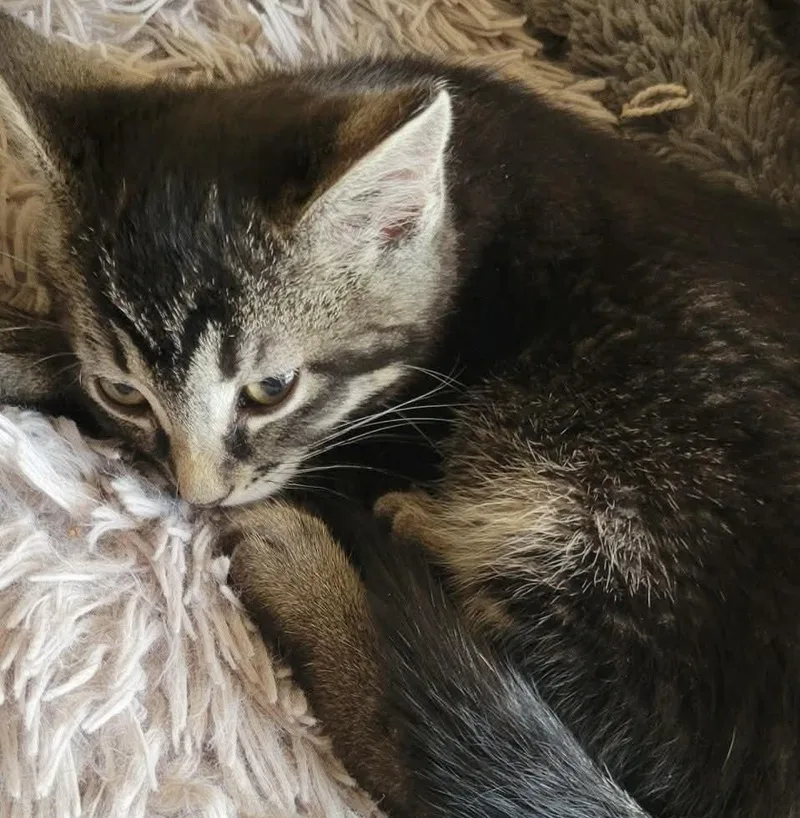 A baby medium-sized female Tabby (Brown / Chocolate) Domestic Short Hair cat named Reebok for adoption in Mira Loma, CA