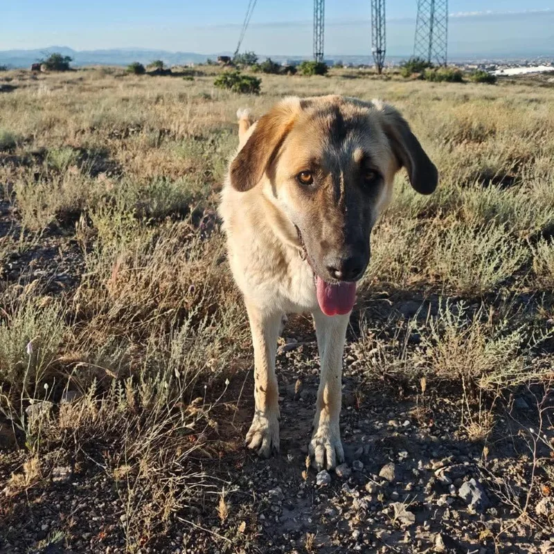 A young large-sized female Apricot / Beige Mixed Breed dog named Mia for adoption in Bend, OR