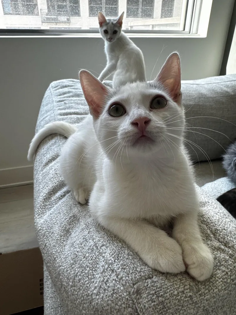 A baby medium-sized female Domestic Short Hair cat named Dakota for adoption in Los Angeles, CA