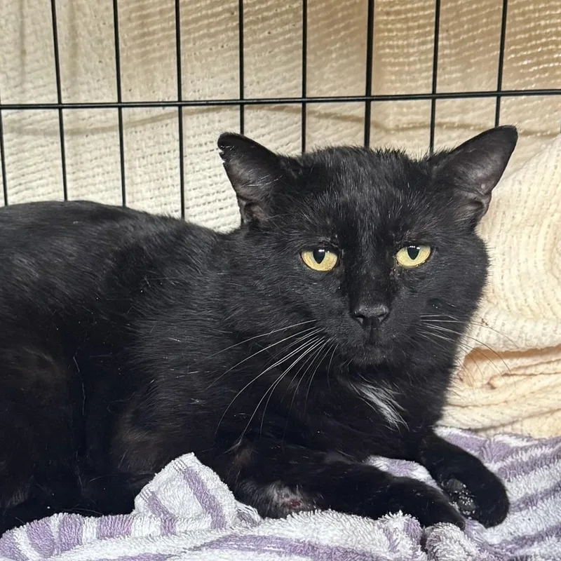 A young medium-sized male Black Domestic Short Hair cat named Onyx for adoption in CANONSBURG, PA
