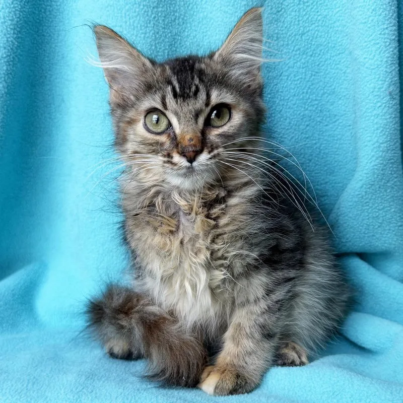 A baby small-sized female Tortoiseshell Domestic Medium Hair cat named Black Widow for adoption in Mount Juliet, TN