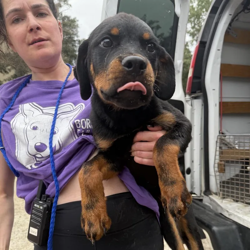 A baby small-sized female Black Rottweiler dog named Halo Ruth for adoption in Northbrook, IL