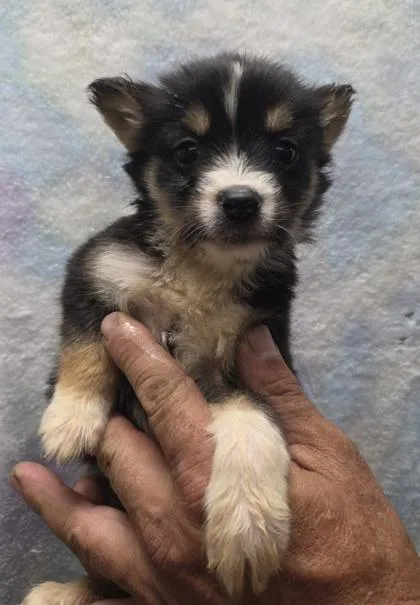 A baby small-sized female Siberian Husky dog named Rebecca for adoption in Malvern, PA