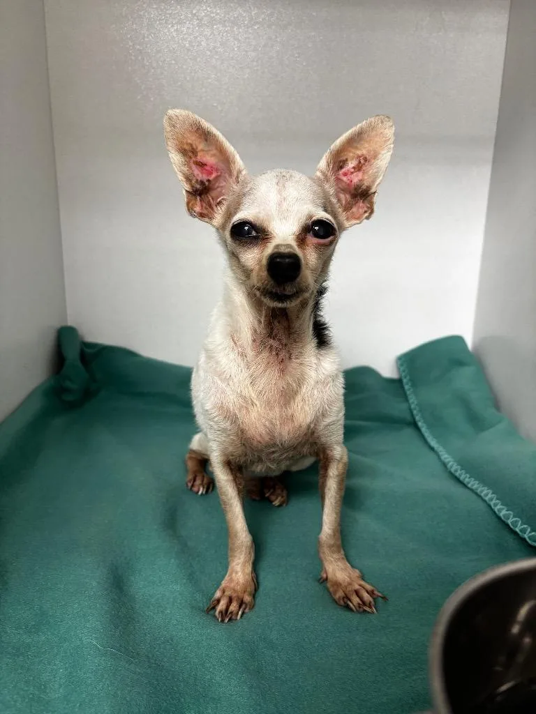 A senior medium-sized male Chihuahua dog named Crosby for adoption in Sorrento, LA