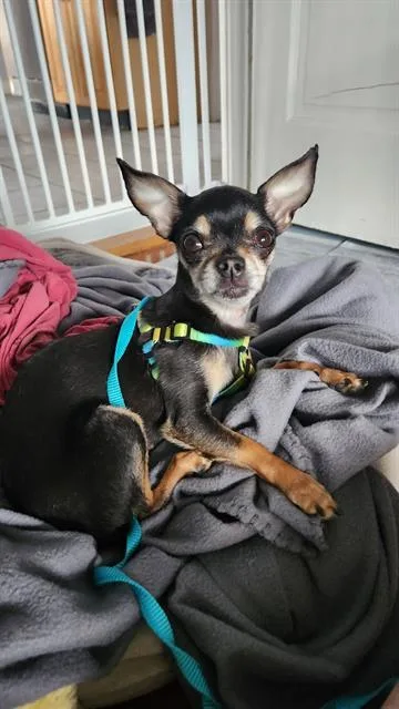 An adult small-sized female Chihuahua dog named Lola for adoption in Methuen, MA