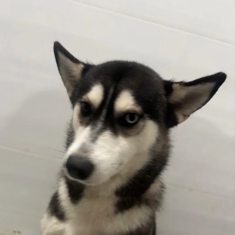 An adult medium-sized female Black Husky dog named Rosie for adoption in Eufaula, OK