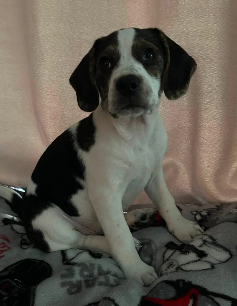 A baby small-sized female Beagle dog named Vegas for adoption in Crystal Lake, IL