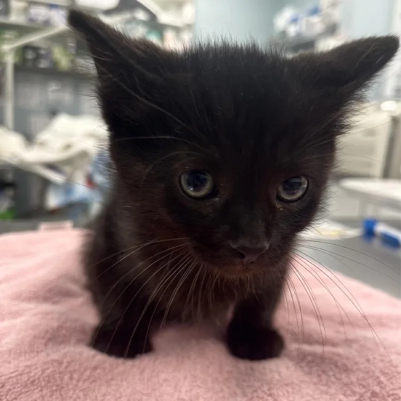 A baby small-sized male Black Domestic Short Hair cat named Snuffalafagus for adoption in Wheeling, IL