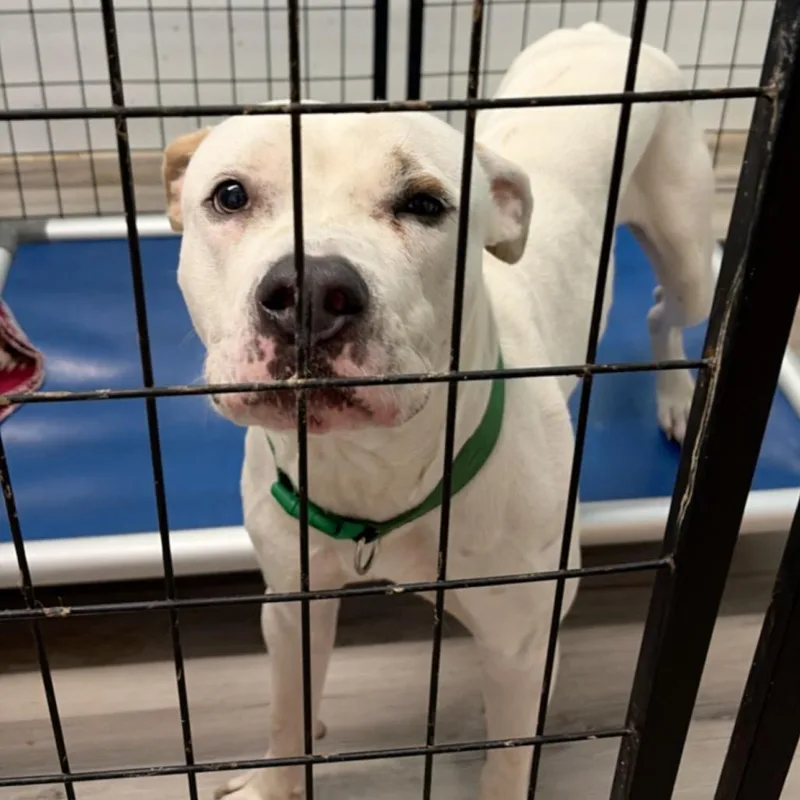 An adult small-sized male Pit Bull Terrier dog named Master Chief for adoption in St. Louis, MO