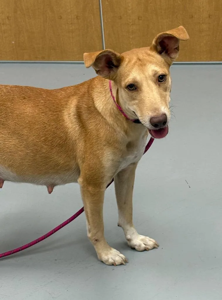 A young medium-sized female Shepherd dog named Mia for adoption in Hartsville, SC