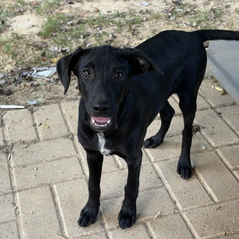 A baby medium-sized male Black Labrador Retriever dog named Luke for adoption in Jeffersonville, IN