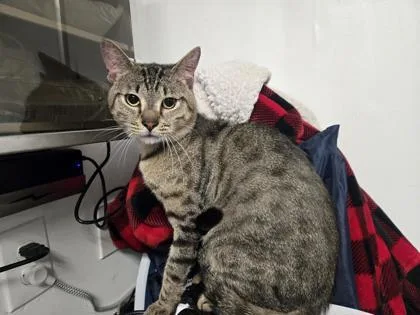 An adult small-sized male Domestic Short Hair cat named Lightning Mcqueen for adoption in West Chester, PA
