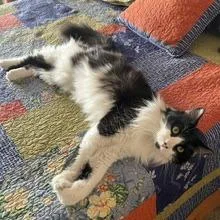 An adult medium-sized male Black Domestic Long Hair cat named Chunks for adoption in Tempe, AZ