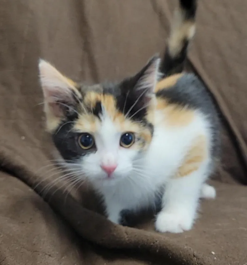 A baby medium-sized female Domestic Short Hair cat named Dagger for adoption in Sandusky, OH