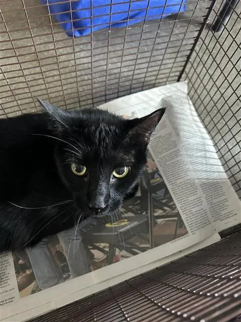 An adult small-sized male Domestic Short Hair cat named Phantom for adoption in San Antonio, TX