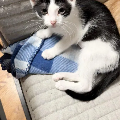 A baby small-sized female Tuxedo cat named Minnow for adoption in Knoxville, TN