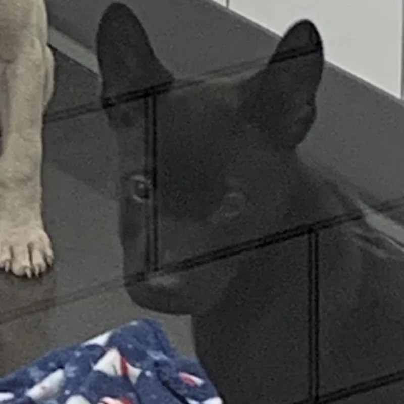 A baby small-sized male Black Shepherd dog named Tot for adoption in Morganton, NC