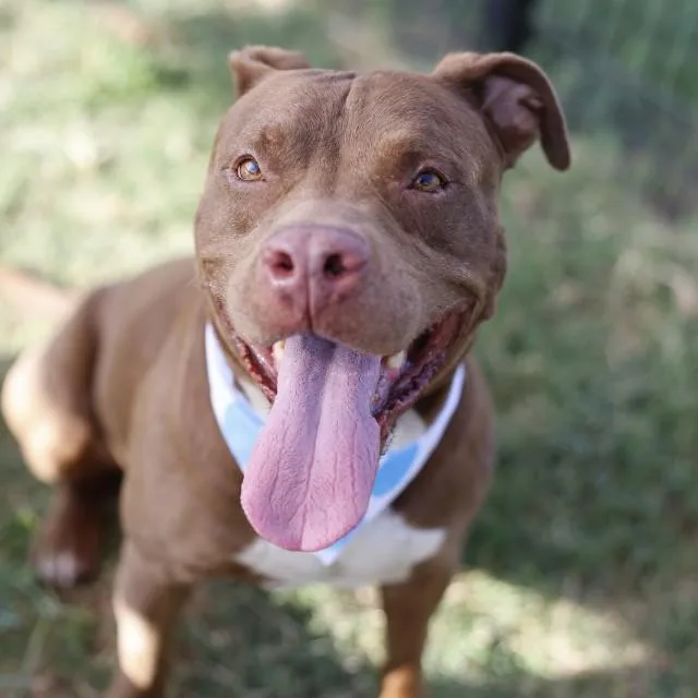 A young large-sized male American Staffordshire Terrier dog named Rupert for adoption in San Antonio, TX