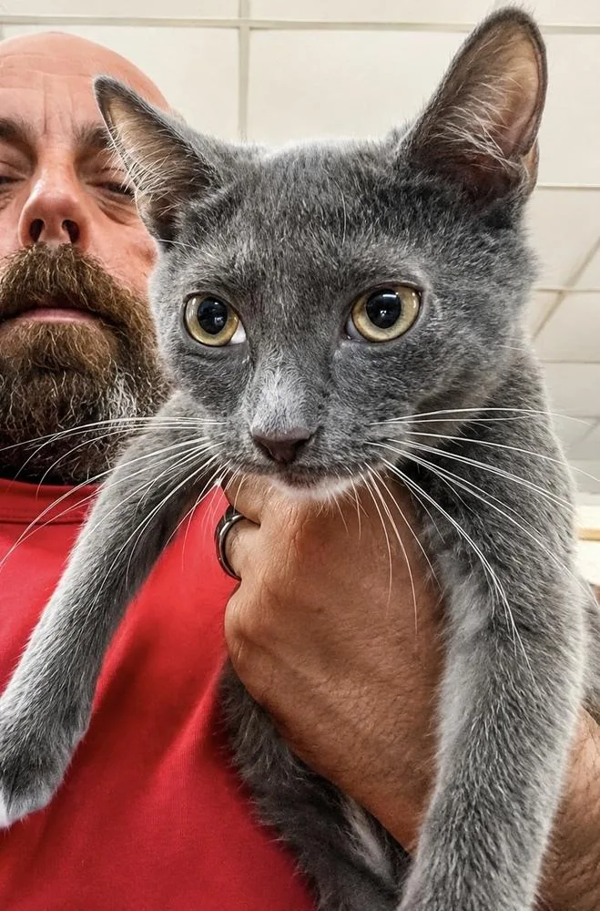 A baby small-sized male Gray / Blue / Silver Russian Blue cat named Bull for adoption in Randolph, MA