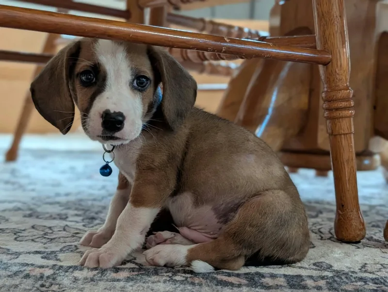 A baby small-sized male White / Cream Dachshund dog named Oscar for adoption in Byron, IL