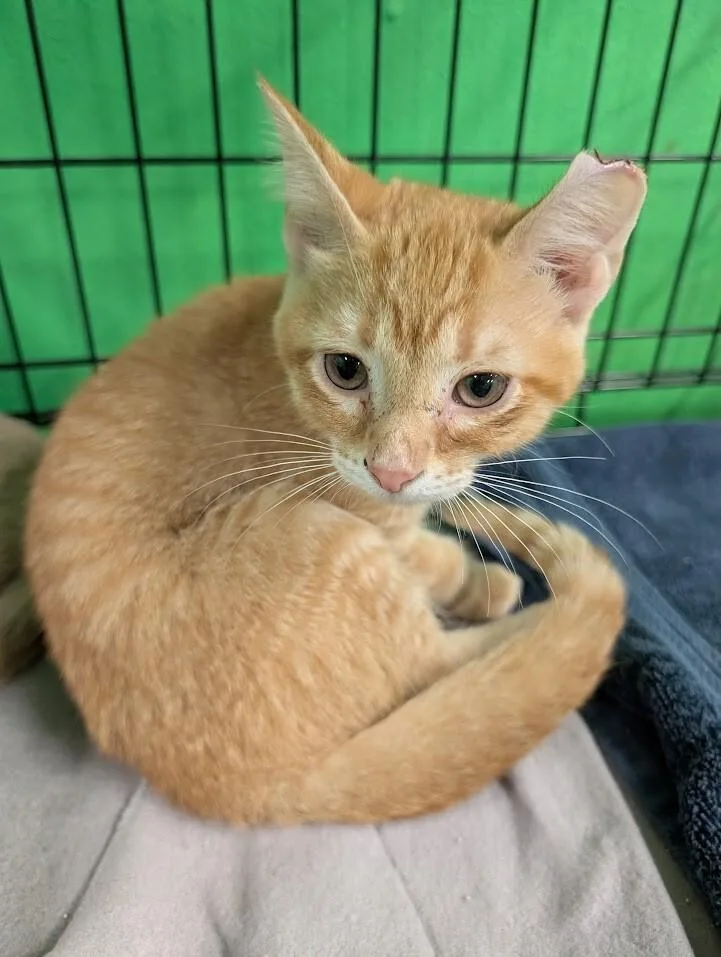 A young medium-sized male Tabby (Orange / Red) Domestic Short Hair cat named Snoop for adoption in Adrian, MI