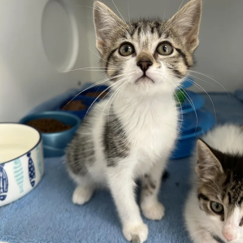 A baby medium-sized female Tabby (Brown / Chocolate) Domestic Short Hair cat named Hart Of for adoption in La Grange Park, IL