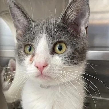 A baby small-sized female White Domestic Short Hair cat named Pepsi for adoption in Long Beach, CA