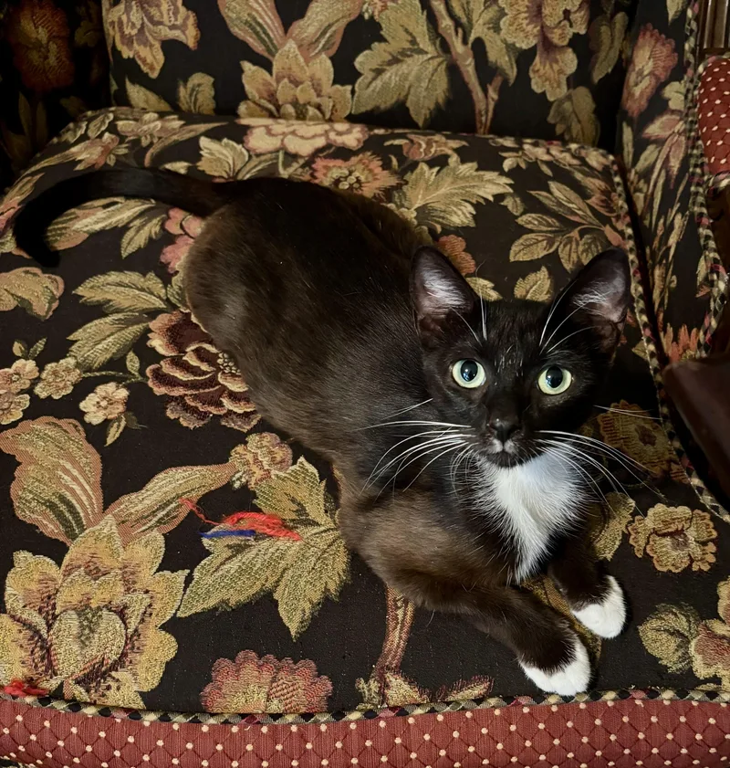 An adult small-sized female Brown / Chocolate Domestic Short Hair cat named Chocolate Momma Bear for adoption in Greenback, TN