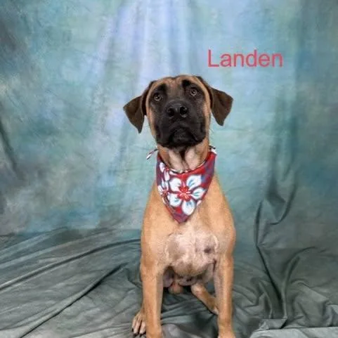 A young medium-sized male Black Mouth Cur dog named Laden for adoption in Defuniak Springs, FL