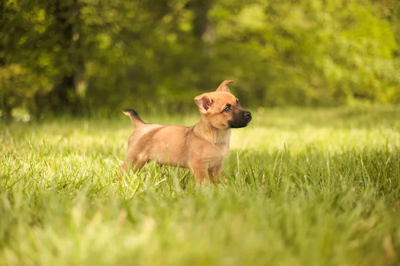 A baby small-sized male Dachshund dog named Gunner for adoption in Gradyville, KY
