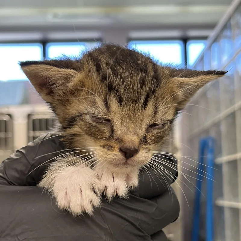 A baby small-sized female Gray / Blue / Silver Domestic Short Hair cat named Ragatha for adoption in West Palm Beach, FL