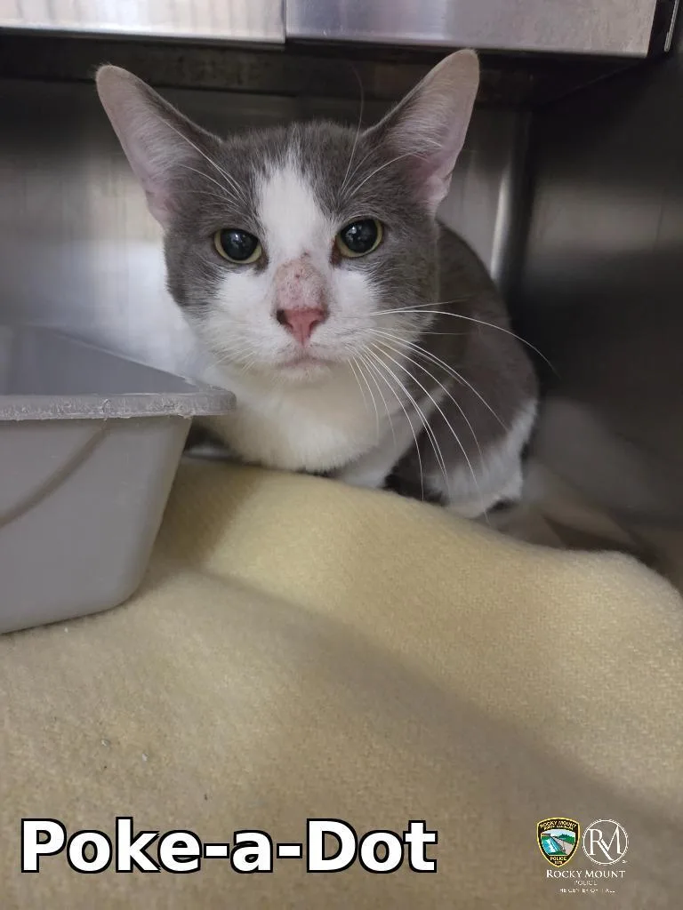 A young small-sized female Domestic Short Hair cat named Pokeadot for adoption in Rocky Mount, NC