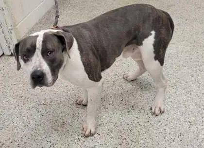 An adult large-sized male Gray / Blue / Silver Pit Bull Terrier dog named Murano for adoption in Kansas City, MO