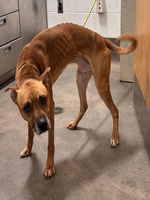 An adult medium-sized male Pit Bull Terrier dog named Thomas for adoption in Upper Marlboro, MD