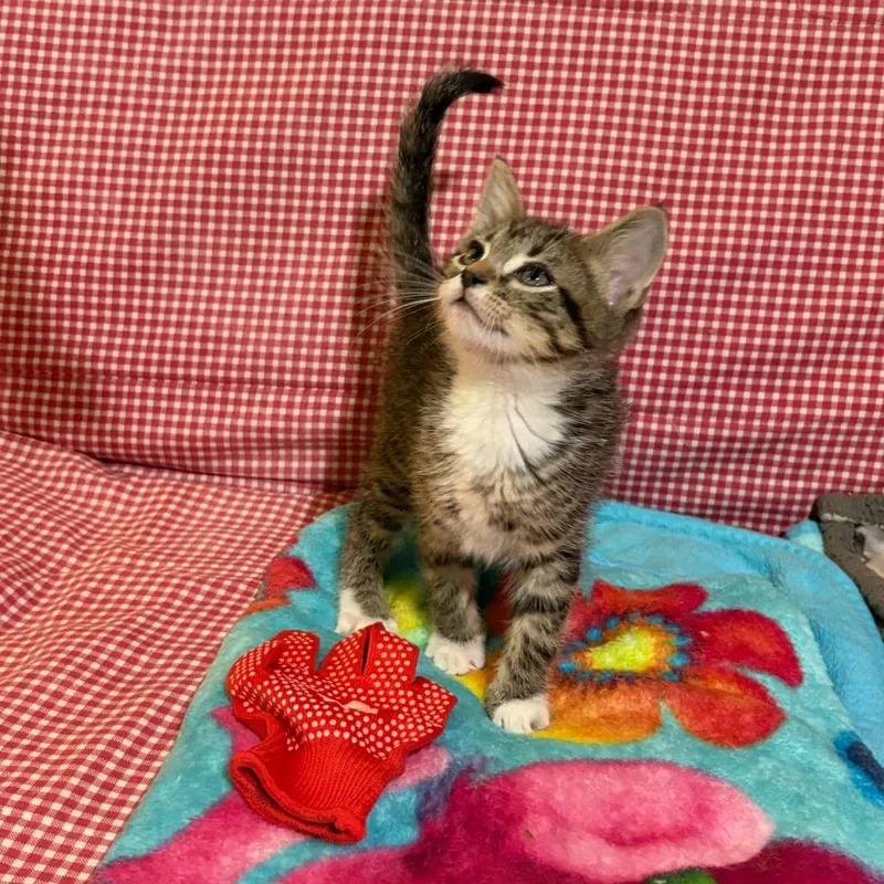 A baby small-sized male Brown / Chocolate Domestic Short Hair cat named Star Bryant for adoption in Merrifield, VA